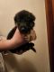 German Shepherd Puppies for sale in Randle, WA 98377, USA. price: $700