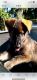 German Shepherd Puppies for sale in St. Augustine, FL, USA. price: NA