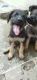 German Shepherd Puppies for sale in Molasur, Tamil Nadu 604102, India. price: 60008000 INR