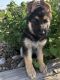German Shepherd Puppies for sale in Harper, TX 78631, USA. price: $500
