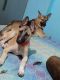 German Shepherd Puppies for sale in New Industrial Twp 1, New Industrial Town, Faridabad, Haryana 121001, India. price: NA