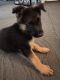 German Shepherd Puppies for sale in Jonesboro, GA, USA. price: $800