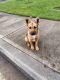 German Shepherd Puppies for sale in Keizer, OR 97303, USA. price: $500