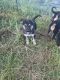 German Shepherd Puppies for sale in Elgin, TX 78621, USA. price: $400