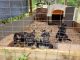 German Shepherd Puppies for sale in Chesnee, SC 29323, USA. price: $450
