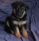 German Shepherd Puppies for sale in Big Rapids, MI 49307, USA. price: NA
