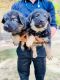 German Shepherd Puppies for sale in Eros Mayfair Tower Block-B, Charmwood Village, Sector 39, Faridabad, Haryana 121009, India. price: 6000 INR