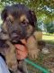 German Shepherd Puppies for sale in Biloxi, MS, USA. price: NA