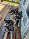 German Shepherd Puppies for sale in Ozark, MO, USA. price: $300