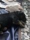 German Shepherd Puppies for sale in Bristol, CT 06010, USA. price: $2,200