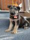 German Shepherd Puppies for sale in Coldwater, MI 49036, USA. price: $1,000