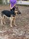 German Shepherd Puppies for sale in Slidell, LA, USA. price: NA
