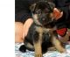 German Shepherd Puppies for sale in 3770 Stauss Ct, Antelope, CA 95843, USA. price: $1,500