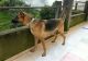 German Shepherd Puppies for sale in Nainital, Uttarakhand, India. price: 42000 INR