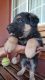 German Shepherd Puppies for sale in Hesperia, CA, USA. price: $400