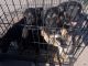 German Shepherd Puppies for sale in Stockton, CA, USA. price: $400