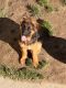German Shepherd Puppies for sale in Stanwood, WA 98292, USA. price: $1,500