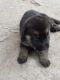 German Shepherd Puppies for sale in Dhanbad, Jharkhand, India. price: 11 INR