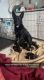 German Shepherd Puppies for sale in Sterling, VA 20164, USA. price: $2,500