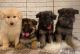 German Shepherd Puppies for sale in Brea, CA, USA. price: $600