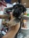 German Shepherd Puppies for sale in Ahmedabad, Gujarat, India. price: 12000 INR