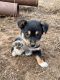 German Shepherd Puppies for sale in Tucson, AZ, USA. price: $250
