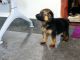German Shepherd Puppies for sale in Cheranalloor Junction, Cheranallur, Kochi, Kerala 682034. price: 13000 INR