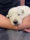 German Shepherd Puppies for sale in Ontario, CA, USA. price: $2,000