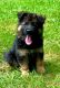 German Shepherd Puppies for sale in Gadsden, AL 35904, USA. price: $1,600