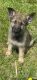 German Shepherd Puppies for sale in Odessa, MO 64076, USA. price: $500
