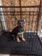 German Shepherd Puppies for sale in Malone, NY 12953, USA. price: $2,500