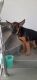 German Shepherd Puppies for sale in Kanchana Bihari Marg, Kalyanpur (East), Lucknow, Uttar Pradesh 226022, India. price: 5000 INR