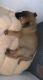 German Shepherd Puppies for sale in 2052 W Main St, Mesa, AZ 85201, USA. price: $500
