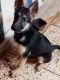 German Shepherd Puppies for sale in Cash and Pay Colony, Charbagh, Lucknow, Uttar Pradesh, India. price: 12000 INR