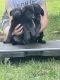 German Shepherd Puppies for sale in Niles, MI 49120, USA. price: $500