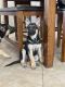 German Shepherd Puppies for sale in Waddell, AZ 85355, USA. price: $200