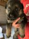 German Shepherd Puppies for sale in Wister, OK 74966, USA. price: $1,200