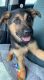 German Shepherd Puppies for sale in Donelson, Nashville, TN, USA. price: $300