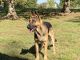 German Shepherd Puppies for sale in Conover, NC 28613, USA. price: $700