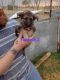 German Shepherd Puppies for sale in 8406 County Rd 6430, Lubbock, TX 79416, USA. price: NA