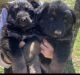 German Shepherd Puppies for sale in Asheboro, NC, USA. price: $750