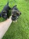 German Shepherd Puppies for sale in New Boston, Huron Charter Twp, MI 48164, USA. price: $500