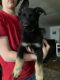 German Shepherd Puppies for sale in Clearwater, MN, USA. price: $300