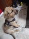 German Shepherd Puppies for sale in San Bernardino, CA 92408, USA. price: $400