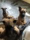 German Shepherd Puppies for sale in Chester, VA, USA. price: $550