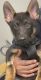 German Shepherd Puppies for sale in Indianapolis, IN, USA. price: $600