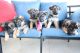 German Shepherd Puppies for sale in Riverside, CA, USA. price: $1,300