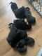 German Shepherd Puppies for sale in Schenectady, NY, USA. price: $600