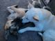 German Shepherd Puppies for sale in Hinesville, GA 31313, USA. price: $2,000