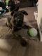German Shepherd Puppies for sale in Celina, OH 45822, USA. price: NA